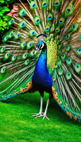 male peacock,fairy peacock,peacock,blue peacock,peacock feathers,peacocks carnation,peafowl,color feathers,peacock butterfly,colorful birds,pheasant,peacock feather,beautiful bird,peacock butterflies,plumage,feathers bird,avian,an ornamental bird,perico,nature bird,Photography,General,Realistic