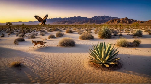 desert desert landscape,desert landscape,desert plant,desert plants,capture desert,mojave desert,desert flower,arid landscape,agave nectar,flowerful desert,desert background,the desert,desert fox,desert cottontail,desert,mojave,argentina desert,mesquite flats,antelope squirrels,sonoran desert