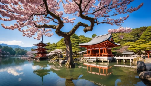 japanese cherry trees,beautiful japan,cherry blossom japanese,sakura trees,japanese cherry blossoms,japanese sakura background,japanese cherry blossom,japan landscape,japan garden,the cherry blossoms,cherry blossom tree,spring in japan,sakura tree,cherry blossom festival,sakura blossom,cherry blossoms,japan,japanese floral background,japanese architecture,blossom tree,Photography,General,Realistic