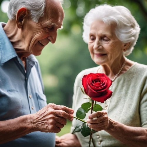 care for the elderly,elderly people,old couple,holding flowers,caregiver,flower arranging,handing love,floral greeting,old country roses,elderly,respect the elderly,couple - relationship,older person,romantic portrait,70 years,anniversary 50 years,red roses,pensioners,couple in love,as a couple,Photography,General,Cinematic