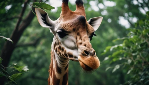 giraffidae,giraffe,giraffe head,giraffes,two giraffes,giraffe plush toy,long neck,cute animal,zoo planckendael,animal photography,wildlife,longneck,animal portrait,zoo brno,cute animals,forest animal,animal world,zoo heidelberg,fauna,exotic animals,Photography,General,Cinematic