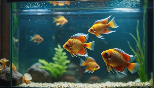 ornamental fish,discus fish,aquarium fish feed,aquarium decor,discus cichlid,piranhas,aquarium inhabitants,fish tank,koi carps,freshwater aquarium,aquarium lighting,aquarium fish,fish pictures,school of fish,gold fish,fish in water,aquarium,marine tank,cichlid,goldfish,Photography,General,Cinematic