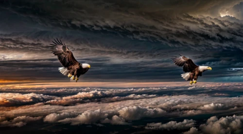 bald eagles,photo manipulation,flying hawk,eagles,bald eagle,eagle eastern,birds in flight,of prey eagle,african eagle,flying birds,bird flight,steppe eagle,flying sea gulls,giant sea eagle,american bald eagle,photoshop manipulation,eagle,birds flying,sea eagle,geese flying