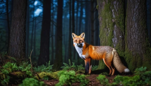 red fox,a fox,fox,adorable fox,fox stacked animals,vulpes vulpes,cute fox,forest animal,redfox,fox hunting,child fox,fox in the rain,little fox,garden-fox tail,south american gray fox,patagonian fox,foxes,animal photography,kit fox,forest animals,Photography,General,Realistic