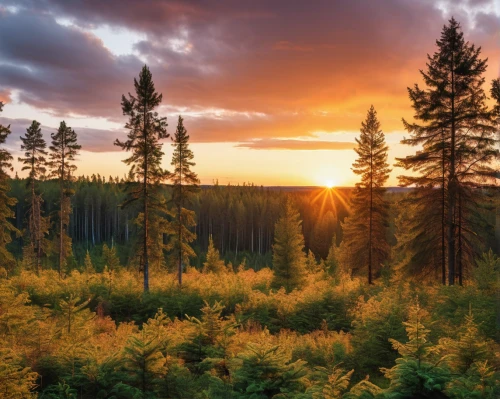 temperate coniferous forest,larch forests,coniferous forest,tropical and subtropical coniferous forests,finnish lapland,fir forest,american larch,bavarian forest,spruce-fir forest,larch trees,spruce forest,yellow fir,pine forest,spruce trees,coniferous,slowinski national park,ore mountains,larch wood,lapland,northern black forest,Photography,General,Realistic