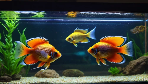 discus fish,ornamental fish,aquarium decor,aquarium fish feed,discus cichlid,fish pictures,fish tank,aquarium inhabitants,foxface fish,aquarium lighting,piranhas,gold fish,beautiful fish,freshwater aquarium,fishes,two fish,aquarium fish,fighting fish,blue angel fish,feeder fish,Photography,General,Natural