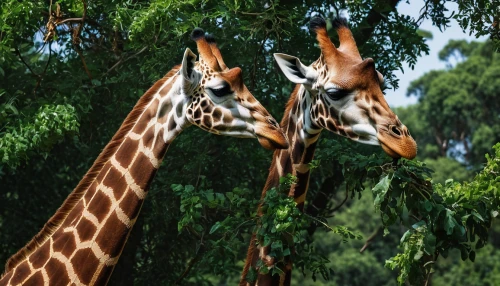 giraffidae,giraffes,two giraffes,san diego zoo,giraffe,herman park zoo,scandia animals,animal zoo,mammals,wildlife park,zoo heidelberg,serengeti,giraffe plush toy,zebras,zoo,zoo brno,giraffe head,tropical animals,zoo planckendael,zoo schönbrunn,Photography,General,Natural