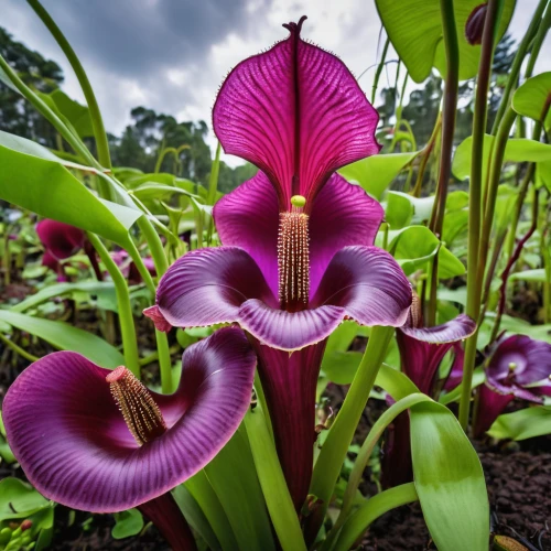 dutchman's pipe,flower exotic,exotic flower,dragon's mouth orchid,trumpet flowers,horn of plenty,day lilly,tulipan violet,big flower,naples botanical garden,wild orchid,funnel flower,trumpet flower,cypripedium,orchids of the philippines,bulbous flowers,iris,cuba flower,banana flower,angel trumpets,Photography,General,Realistic