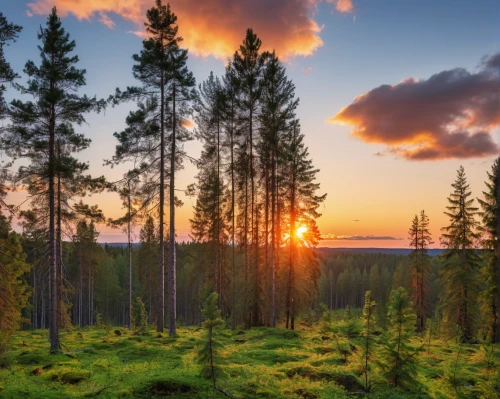 temperate coniferous forest,tropical and subtropical coniferous forests,coniferous forest,finnish lapland,bavarian forest,ore mountains,fir forest,northern black forest,pine forest,larch forests,spruce forest,lapland,spruce-fir forest,forest landscape,germany forest,meadow and forest,slowinski national park,mixed forest,forest background,background view nature,Photography,General,Realistic