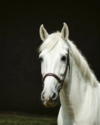 albino horse,a white horse,portrait animal horse,white horse,arabian horse,haflinger,palomino,belgian horse,gypsy horse,quarterhorse,equine,andalusians,thoroughbred arabian,draft horse,gelding,arabian horses,horse breeding,dream horse,iceland horse,irish cob