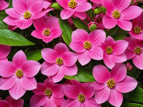 pink periwinkles,pink flowers,flowers png,oxalis,pink petals,flower pink,oxalis iron cross,pink plumeria,oxalis deppei iron cross,pink flower,flower background,impatiens,pink daisies,ornamental flowers,oxalis triangularis,beautiful flowers,pink clover,phlox,japanese anemones,madagascar periwinkle,Photography,General,Realistic