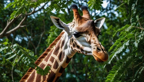 giraffidae,giraffe,san diego zoo,belize zoo,giraffes,okapi,leucaena,serengeti,madagascar,two giraffes,giraffe head,herman park zoo,kenya africa,botswana bwp,zoo brno,zoo schönbrunn,uganda kob,tanzania,long neck,zoo heidelberg,Photography,General,Natural