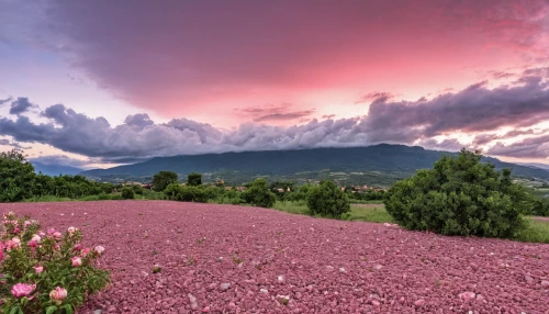 provence,mount etna,pink grass,pollino,flower field,vosges-rose,field of flowers,blanket of flowers,flowers field,tuscany,mount vesuvius,pink dawn,peloponnese,purple landscape,south france,landscape photography,landscape rose,blooming field,poppy fields,pink clover,Photography,General,Realistic