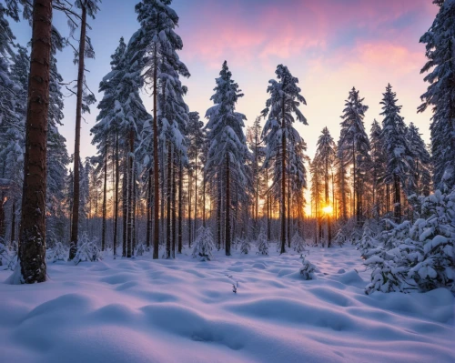 winter forest,finnish lapland,lapland,coniferous forest,temperate coniferous forest,winter landscape,fir forest,winter morning,snow in pine trees,snow trees,winter background,tropical and subtropical coniferous forests,snowy landscape,snow landscape,russian winter,winter magic,winter light,northern black forest,finland,pine forest,Photography,General,Realistic