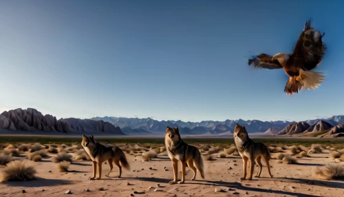 desert buzzard,steppe eagle,antelope squirrels,flying dogs,steppe buzzard,mountain hawk eagle,hunting dogs,feathered race,desert background,wolves,animal migration,flying dog,capture desert,mongolian eagle,falconiformes,chukar,mojave desert,bird flight,hawk animal,desert desert landscape