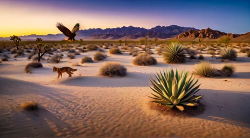 desert desert landscape,desert plants,desert landscape,desert plant,capture desert,desert background,flowerful desert,mojave desert,desert flower,arid landscape,the desert,agave nectar,desert,argentina desert,landscapre desert safari,desert fox,desert cottontail,mojave,antelope squirrels,mesquite flats