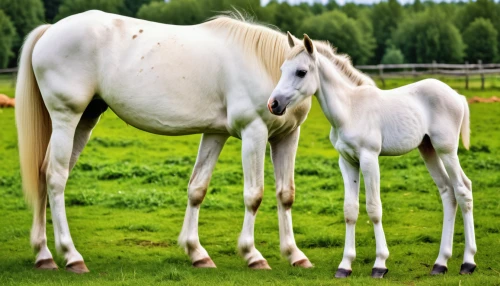 foal,mare and foal,iceland foal,horse breeding,suckling foal,albino horse,przewalski's horse,horse with cub,beautiful horses,two-horses,quarterhorse,iceland horse,appaloosa,andalusians,arabian horses,horses,equines,a white horse,palomino,equine half brothers,Photography,General,Realistic