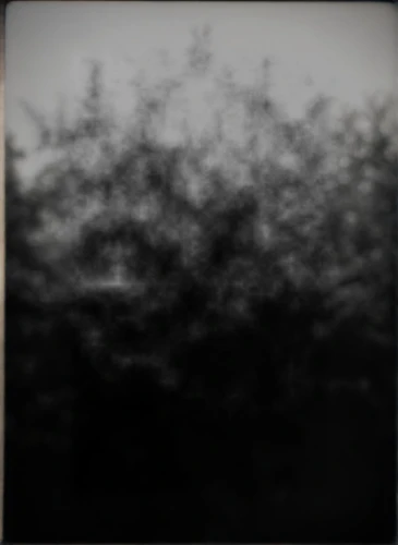 gray-scale,black landscape,tree texture,transience,tree thoughtless,copse,dense fog,leaves frame,smoketree,beech hedge,ambrotype,of trees,branches,background texture,tree branches,shrub,tree canopy,autumn frame,grey sky,withered