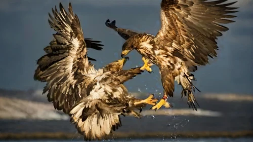 african fishing eagle,white-tailed eagle,white tailed eagle,of prey eagle,bald eagles,fish eagle,steller's sea eagle,mongolian eagle,sea eagle,fishing hawk,birds of prey,golden eagle,sea head eagle,african eagle,bird bird-of-prey,bald eagle,flying and feeding,steppe eagle,buteo,african fish eagle