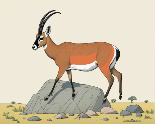 blackbuck,goat-antelope,springbok,gemsbok,deer illustration,antelope,thomson's gazelle,pronghorn,argali,kudu,gazelle,manchurian stag,chamois,hartebeest,mouflon,alpine ibex,cervus elaphus,nubian ibex,gazelles,antelopes,Illustration,Vector,Vector 12