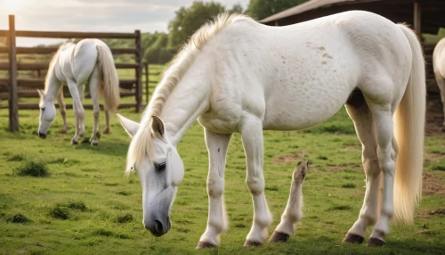 albino horse,beautiful horses,horse breeding,foal,equines,a white horse,iceland foal,przewalski's horse,white horses,arabian horses,andalusians,haflinger,appaloosa,equine,belgian horse,quarterhorse,white horse,gelding,palomino,horses,Photography,General,Natural