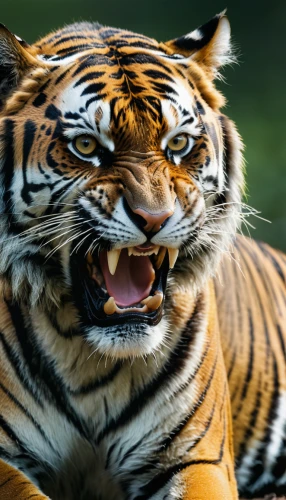 asian tiger,bengal tiger,a tiger,sumatran tiger,tigers,tiger,tiger png,tiger head,tigerle,siberian tiger,roaring,bengalenuhu,amurtiger,bengal,young tiger,blue tiger,animal photography,roar,type royal tiger,tiger cat,Photography,General,Natural
