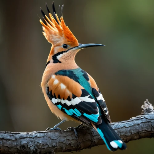 beautiful bird,woodpecker bird,alcedo atthis,giant kingfisher,nature bird,australian bird,perched on a log,asian bird,colorful birds,eurasian jay,woodpecker,kingfisher,crane-like bird,tufted beautiful,exotic bird,an ornamental bird,perching bird,piciformes,charadriiformes,hornbill,Photography,General,Fantasy