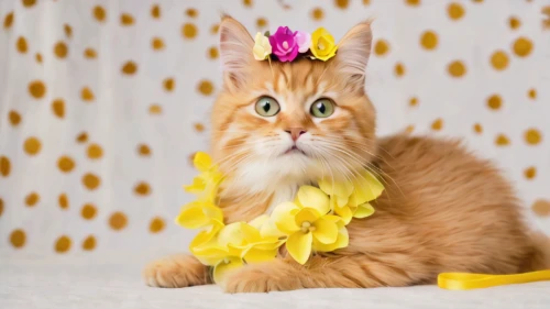british longhair cat,animals play dress-up,flower cat,ginger cat,american bobtail,feather boa,pet vitamins & supplements,party garland,domestic long-haired cat,yellow background,british semi-longhair,flower garland,siberian cat,british longhair,spring crown,ginger kitten,spring unicorn,luau,lemon background,oriental longhair,Photography,General,Natural