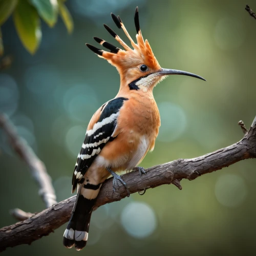 woodpecker bird,woodpecker,rufous,fringilla coelebs,flicker woodpecker,piciformes,beautiful bird,hornbill,chestnut-backed,oxpecker,tropical bird climber,yellowbilled hornbill,nature bird,yellow-billed hornbill,asian bird,charadriiformes,bird on branch,perching bird,australian bird,bird photography,Photography,General,Cinematic