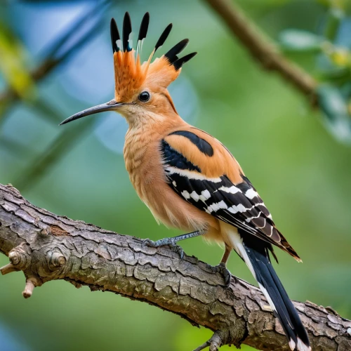 black headed grosbeak,chestnut-backed,rufous,woodpecker bird,beautiful bird,asian bird,fringilla coelebs,bird on branch,european bee eater,nature bird,tufted beautiful,perching bird,piciformes,woodpecker,old world oriole,charadriiformes,passerine bird,chestnut backed,wild bird,bobolink,Photography,General,Realistic