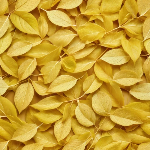 dried lemon slices,dried petals,gold leaves,dried cassia,lemon peel,yellow leaves,jakaranda petals,yellow tabebuia,ginkgo biloba,sunflower seeds,farfalle,lemon wallpaper,dried leaves,ginkgo,tagliatelle,pappardelle,gingko,yellow wallpaper,lemon background,yellow petals,Photography,General,Realistic