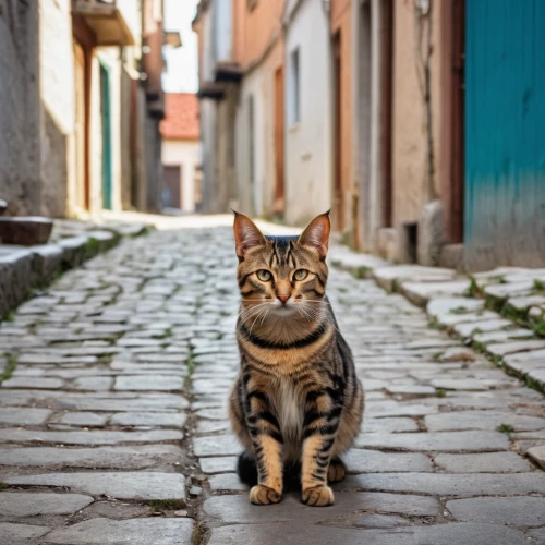 street cat,alley cat,cat greece,toyger,cat european,domestic short-haired cat,aegean cat,stray cat,feral cat,european shorthair,chinese pastoral cat,tabby cat,ocicat,american shorthair,cat image,american wirehair,breed cat,domestic cat,american bobtail,vintage cat,Photography,General,Realistic