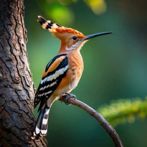 woodpecker bird,woodpecker,flicker woodpecker,rufous,hornbill,chestnut-backed,fringilla coelebs,beautiful bird,yellow-billed hornbill,black headed grosbeak,bird on branch,ovenbird,yellowbilled hornbill,woodpecker finch,perching bird,piciformes,nature bird,blackburnian warbler,tropical bird climber,asian bird,Photography,General,Fantasy