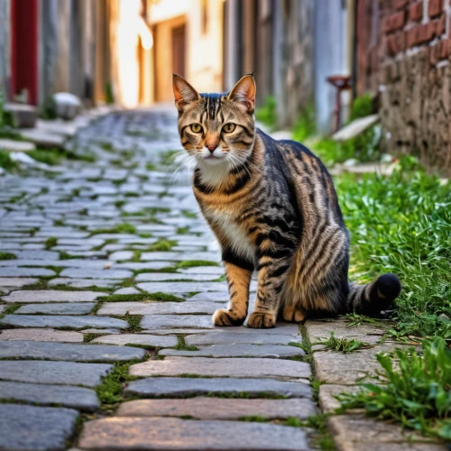 street cat,alley cat,cat greece,cat european,feral cat,toyger,stray cat,aegean cat,domestic short-haired cat,american bobtail,chinese pastoral cat,european shorthair,domestic cat,american shorthair,tabby cat,ocicat,cat image,breed cat,egyptian mau,cute cat,Photography,General,Realistic