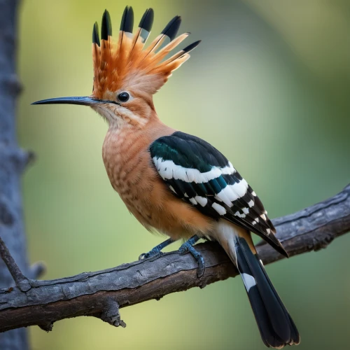 woodpecker bird,rufous,flicker woodpecker,fringilla coelebs,woodpecker,piciformes,chestnut-backed,beautiful bird,yellow-billed hornbill,australian bird,giant kingfisher,european bee eater,yellowbilled hornbill,asian bird,alcedo atthis,jacamar,balearica regulorum,stork billed kingfisher,hornbill,tufted beautiful,Photography,General,Natural