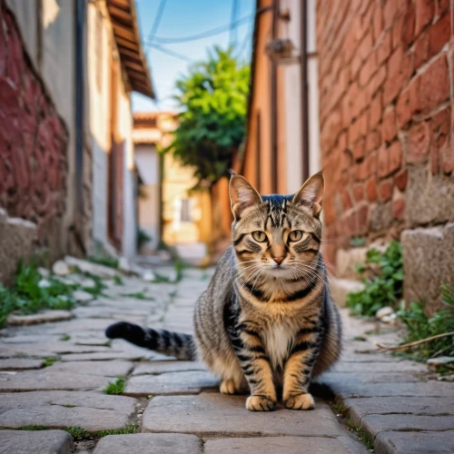 cat greece,street cat,aegean cat,alley cat,cat european,feral cat,stray cat,domestic short-haired cat,european shorthair,chinese pastoral cat,rescue alley,american bobtail,breed cat,cat image,toyger,tabby cat,stray kitten,cute cat,alley,cat,Photography,General,Realistic