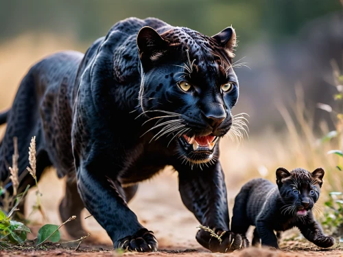 canis panther,big cats,lion with cub,panther,king of the jungle,wildlife,family outing,animals hunting,horse with cub,panthera leo,cub,wild animals,mother and baby,cheetah and cubs,gentian family,predation,wild cat,great puma,roaring,big cat,Photography,General,Natural