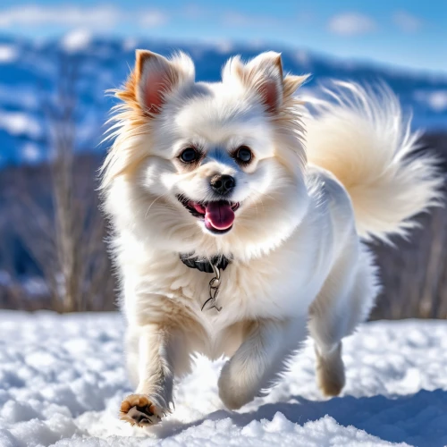 german spitz mittel,canadian eskimo dog,german spitz,american eskimo dog,japanese spitz,pomeranian,german spitz klein,pekingese,tibetan spaniel,icelandic sheepdog,cheerful dog,indian spitz,finnish lapphund,swedish lapphund,norwegian buhund,japanese chin,pet vitamins & supplements,snowball,samoyed,formosan mountain dog,Photography,General,Realistic