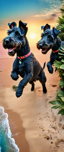 flying dogs,flying dog,two running dogs,patterdale terrier,jagdterrier,beauceron,toy manchester terrier,dog running,raging dogs,tibet terrier,running dog,standard schnauzer,dog illustration,hunting dogs,beach background,schutzhund,kerry blue terrier,smaland hound,staffordshire bull terrier,rescue dogs,Photography,General,Realistic