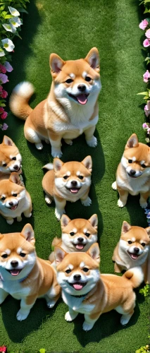 corgis,shiba,dogecoin,shiba inu,foxes,fox hunting,fox stacked animals,defense,hedge,garden-fox tail,dog race,field of flowers,flowers png,corgi,cartoon forest,grass family,april fools day background,cartoon flowers,spring background,marching,Photography,General,Realistic