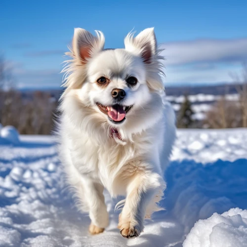 american eskimo dog,german spitz mittel,canadian eskimo dog,german spitz,japanese spitz,tibetan spaniel,japanese chin,german spitz klein,pekingese,icelandic sheepdog,cheerful dog,pet vitamins & supplements,indian spitz,pomeranian,norwegian buhund,swedish lapphund,finnish lapphund,white dog,dog pure-breed,snowball,Photography,General,Realistic