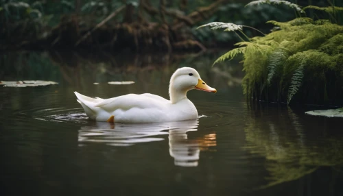 duck on the water,water fowl,ornamental duck,swan on the lake,swan lake,swan pair,white swan,waterfowl,a pair of geese,canard,ducks  geese and swans,ducks,swan boat,swan,wild ducks,trumpet of the swan,trumpeter swan,duck,swan cub,duck meet,Photography,General,Cinematic