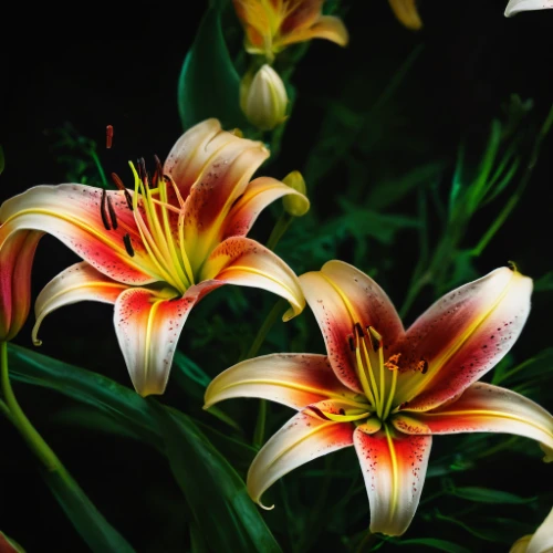 stargazer lily,peruvian lily,day lily plants,hemerocallis,lilies,easter lilies,day lily flower,tasmanian flax-lily,daylilies,lillies,day lily,yellow-red daylily,daylily,hemerocallis bonanza,red-orange and yellow daylily,hippeastrum,western red lily,orange lily,lilium candidum,hemerocallis fulva