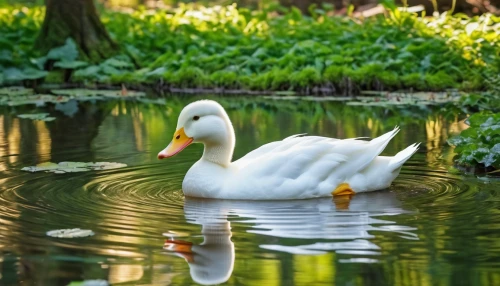 duck on the water,ornamental duck,a pair of geese,water fowl,swan pair,female duck,swan boat,brahminy duck,swan on the lake,canard,trumpet of the swan,waterfowl,cayuga duck,swan lake,duck,duck outline,red duck,ducks,canadian swans,swan cub,Photography,General,Realistic