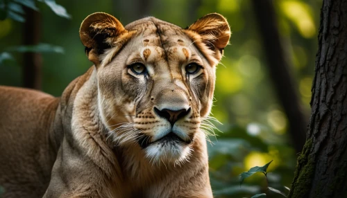 panthera leo,african lion,female lion,lioness,male lion,belize zoo,king of the jungle,lionesses,male lions,forest king lion,great puma,felidae,lion cub,lion,liger,cub,fossa,lion - feline,head of panther,cougar head,Photography,General,Natural