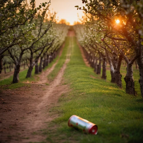 orchards,apple orchard,cider,apple trees,southern wine route,apple plantation,orchard,vineyard peach,apple beer,apple cider,fruit fields,apple blossoms,honeycrisp,blossoming apple tree,apple tree,fruit trees,picking apple,viticulture,wine growing,vineyard,Photography,General,Cinematic
