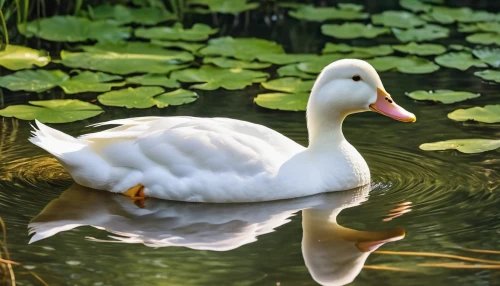 ornamental duck,swan on the lake,white swan,swan boat,duck on the water,brahminy duck,cayuga duck,trumpeter swan,the head of the swan,gooseander,water fowl,mute swan,swan lake,cygnet,swan,trumpet of the swan,tundra swan,female duck,white pelican,swan cub,Photography,General,Realistic