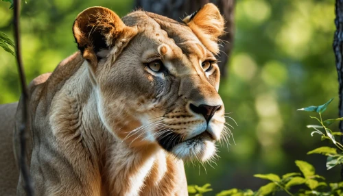 panthera leo,african lion,male lion,female lion,king of the jungle,lioness,male lions,lionesses,forest king lion,lion,liger,felidae,great puma,lions couple,belize zoo,cub,wildlife,lion cub,big cats,two lion,Photography,General,Realistic