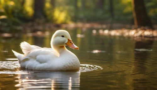 duck on the water,water fowl,waterfowl,swan pair,swan lake,swan on the lake,swan cub,swan boat,brahminy duck,duckling,ornamental duck,bath duck,trumpeter swan,wild ducks,female duck,a pair of geese,american black duck,white swan,duck cub,ducks,Photography,General,Commercial