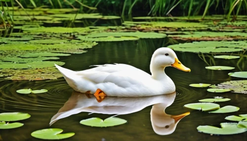 ornamental duck,duck on the water,water fowl,cayuga duck,brahminy duck,canard,female duck,waterfowl,swan boat,pond flower,swan on the lake,duck,lilly pond,trumpeter swan,gooseander,lily pond,ducky,duckling,white swan,mallard,Photography,General,Realistic